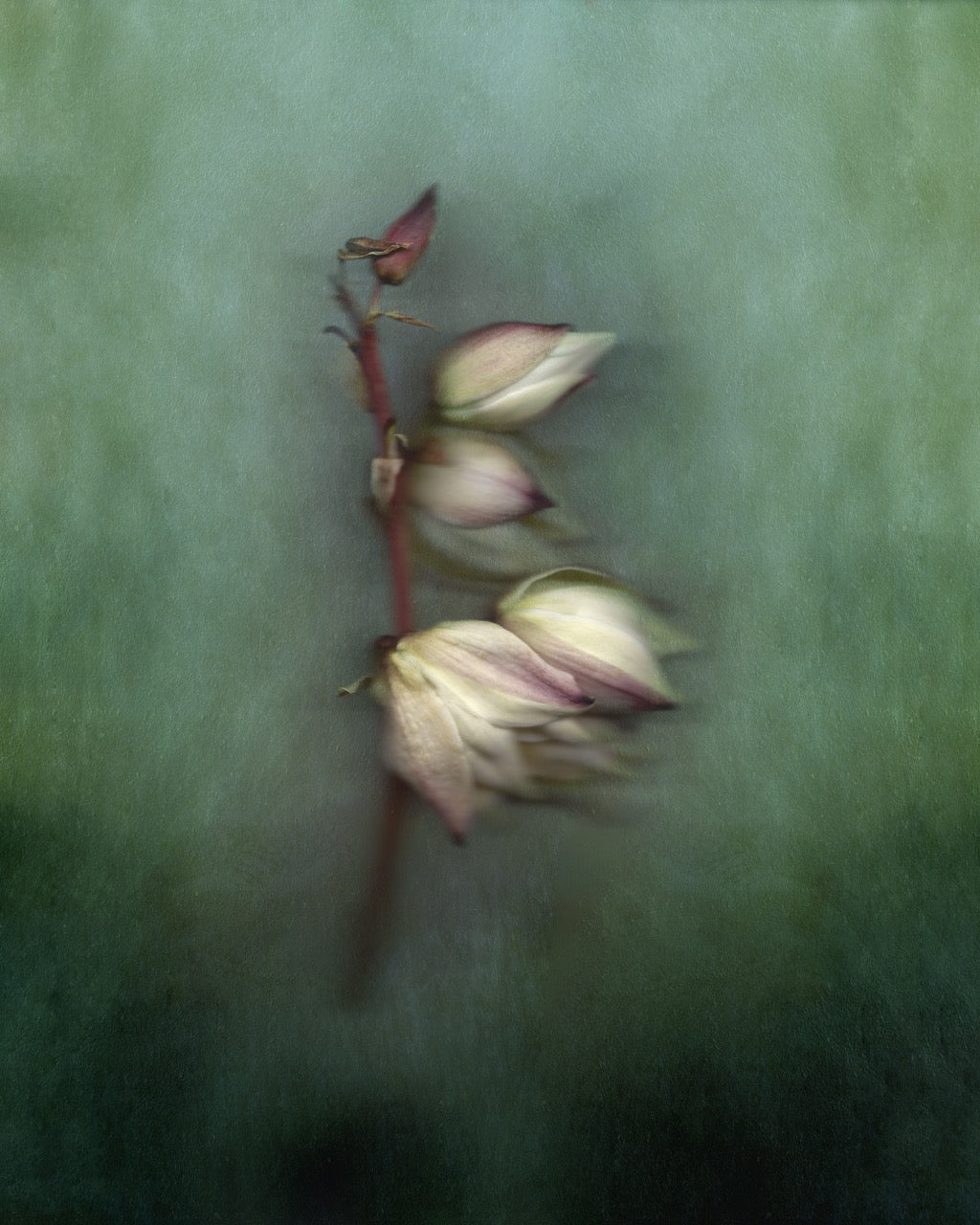 White Yucca