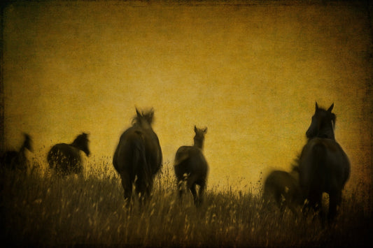 Angelina's Horses