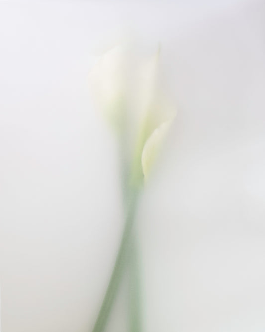 Calla Embrace