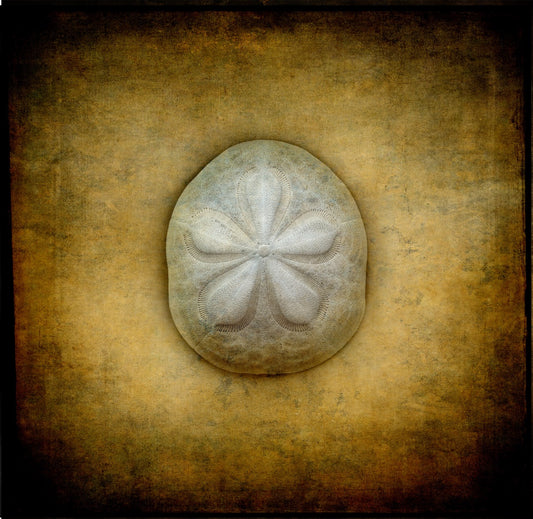 Cosmic Urchin