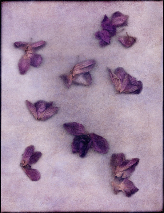 Ellen's Orchids