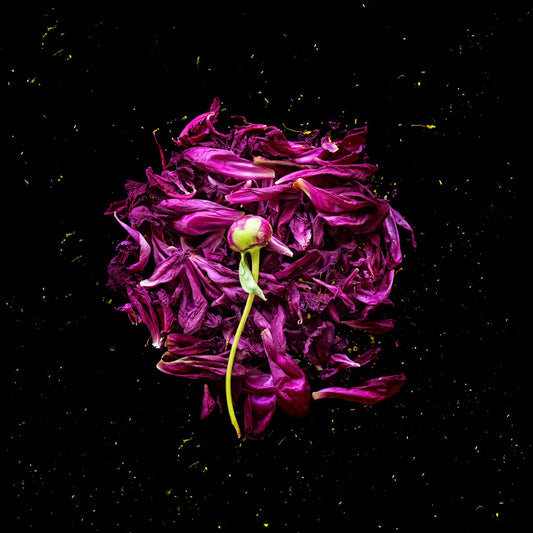 Floral Cosmos