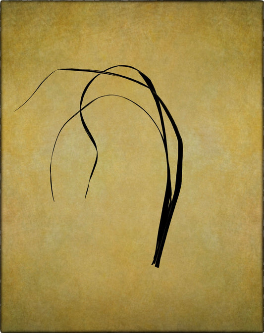 Grass Calligraphy