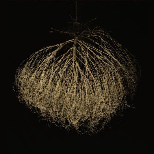 Hanging Broomweed