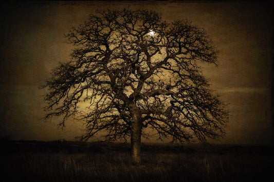 Moon In Post Oak