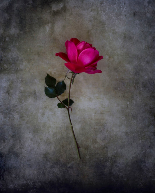 The Rose