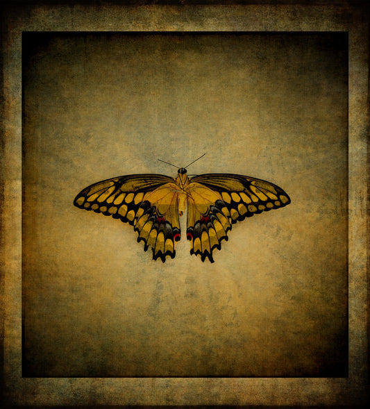Tiger Swallowtail