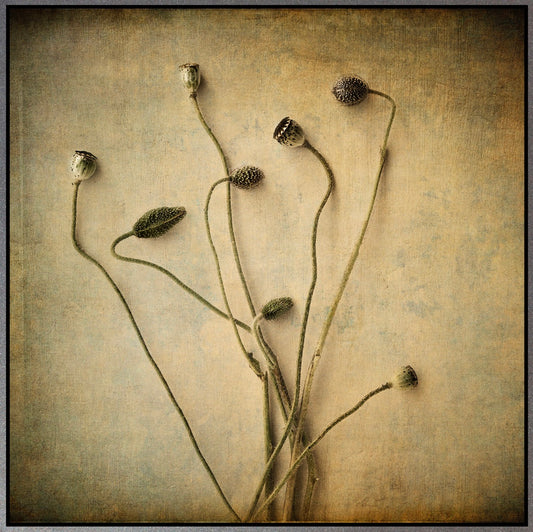 Poppies
